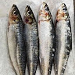 Avatar of user Hamsi