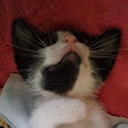 Avatar of user SenhoritaDangos