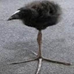 Avatar of user TomaszNagrzale