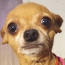 Avatar of user yankelsaurus