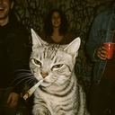 Avatar of user Kaiju