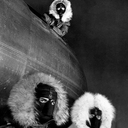 Cover of album Mndsnk Presents: Hacker Manifesto  by b0nesoda