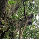 Avatar of user Ovung