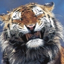 Avatar of user BI-CHAN