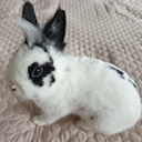 Avatar of user TherealOrange