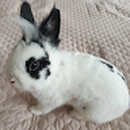 Avatar of user TherealOrange