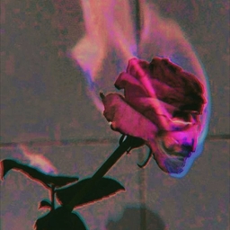 Avatar of user 9OpposumsInALeatherJacket