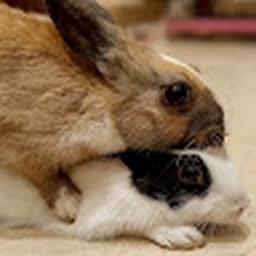 Avatar of user daisy098