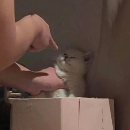 Avatar of user TRZorch