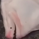 Avatar of user Vilexus234