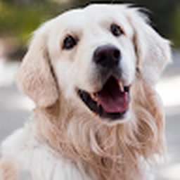 Avatar of user Kornniszon