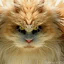 Avatar of user soado
