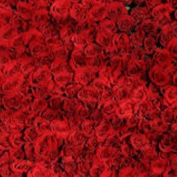 Avatar of user KingTRaps