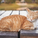 Avatar of user gingerBasss