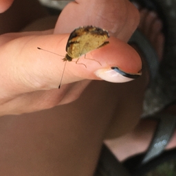 Avatar of user ambitionantem