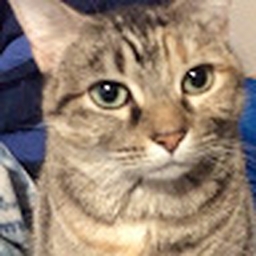 Avatar of user Kamov