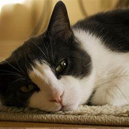 Avatar of user DeltaruneFan0w0