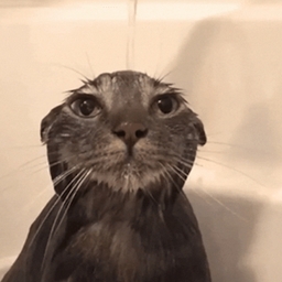 Avatar of user HaplessTarantula