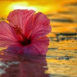 Avatar of user Little summers