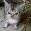 Avatar of user ejio_22222