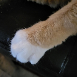 Avatar of user Ace_G