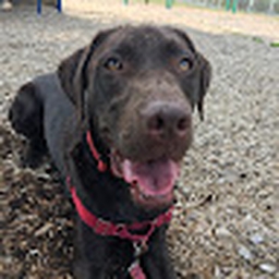 Avatar of user Asherthequeer