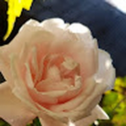 Avatar of user MainecoonPH