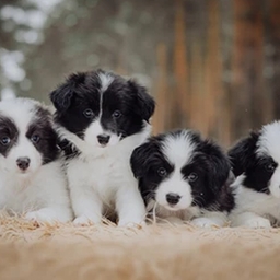 Avatar of user ILIKEDINOS