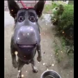 Avatar of user DJ_ExtendoDonkeyHair