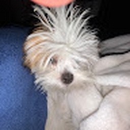 Avatar of user lalo116