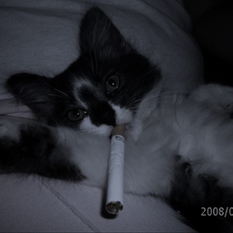 Avatar of user SPOOKYMF