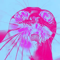 Avatar of user primavera