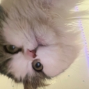 Avatar of user Aibrmz8900