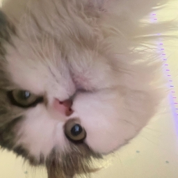 Avatar of user Aibrmz8900