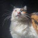 Avatar of user damirrr