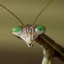 Avatar of user Brandy98