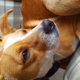 Avatar of user PennyIlCane