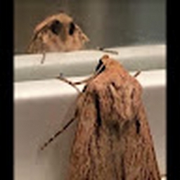 Avatar of user Prince-Princess