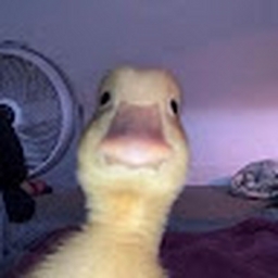 Avatar of user kechupa