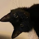 Avatar of user HysteriaDelic