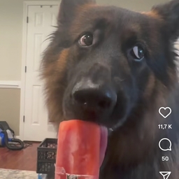 Avatar of user Lxce707