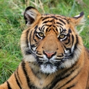 Avatar of user Tigrix