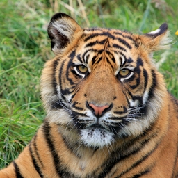 Avatar of user Tigrix