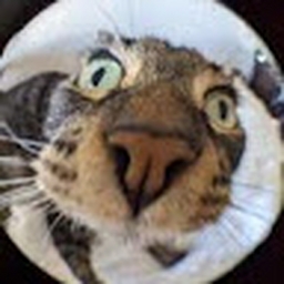 Avatar of user Axolotl51