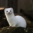 Avatar of user Laksuis