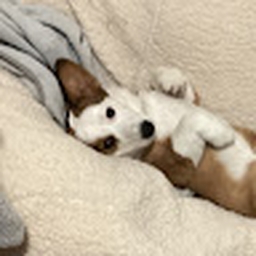 Avatar of user londonsophia1017