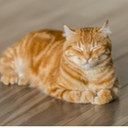 Avatar of user Smallmouses