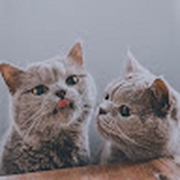 Avatar of user hanhanhan