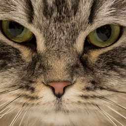 Avatar of user CoolAwesome71