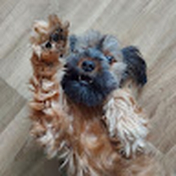 Avatar of user nic00715